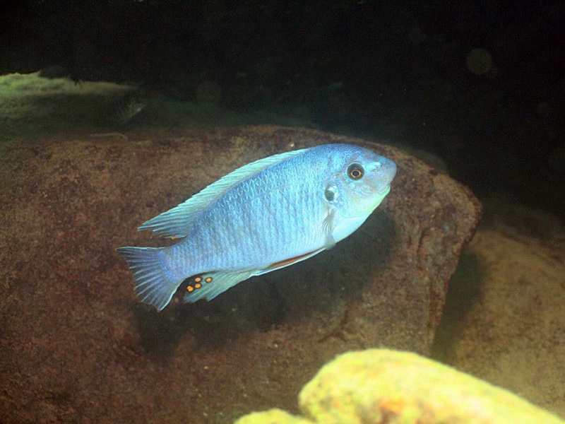 Labeotropheus fuelleborni 'Gome'